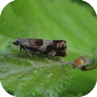 Epinotia cruciana Idre Klingforsen.png